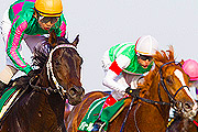 Click To Get Horseracing Info Now